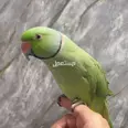 الصورة الأولى