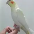 الصورة الأولى