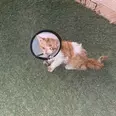 الصورة الأولى