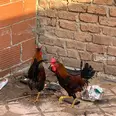 الصورة الأولى