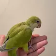 الصورة الأولى