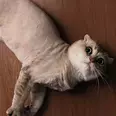 الصورة الأولى