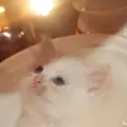 الصورة الأولى