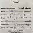 الصورة الأولى