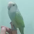 الصورة الأولى