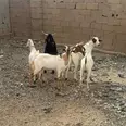 الصورة الأولى