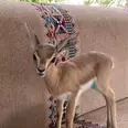 الصورة الأولى
