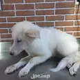 الصورة الأولى