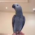 الصورة الأولى