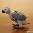 الصورة الأولى