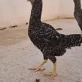 الصورة الأولى