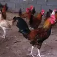 الصورة الأولى