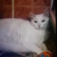 الصورة الأولى