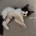 الصورة الأولى