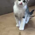 الصورة الأولى