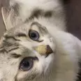 الصورة الأولى