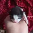 الصورة الأولى