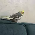 الصورة الأولى