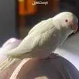 الصورة الأولى