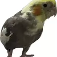 الصورة الأولى