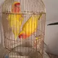 الصورة الأولى