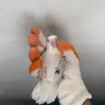 الصورة الأولى