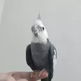 الصورة الأولى