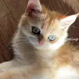 الصورة الأولى