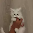الصورة الأولى