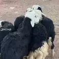 الصورة الأولى