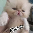 الصورة الأولى