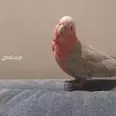 الصورة الأولى