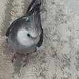 الصورة الأولى