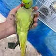 الصورة الأولى