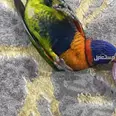 الصورة الأولى