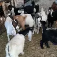 الصورة الأولى