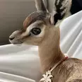 الصورة الأولى