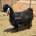 الصورة الأولى