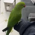 الصورة الأولى