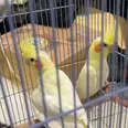 الصورة الأولى