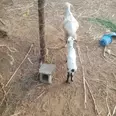 الصورة الأولى
