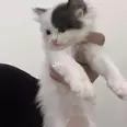 الصورة الأولى