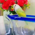 الصورة الأولى