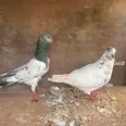 الصورة الأولى
