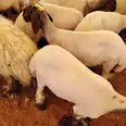 الصورة الأولى