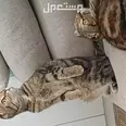 الصورة الأولى
