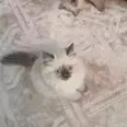 الصورة الأولى