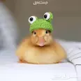 الصورة الأولى