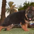 الصورة الأولى