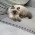 الصورة الأولى